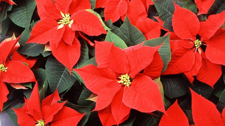Red Poinsettia Flowers Red Poinsettia Flowers