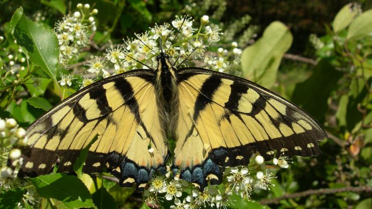 The eastern tiger swallowtail is the state butterfly. The eastern tiger swallowtail is the state butterfly.