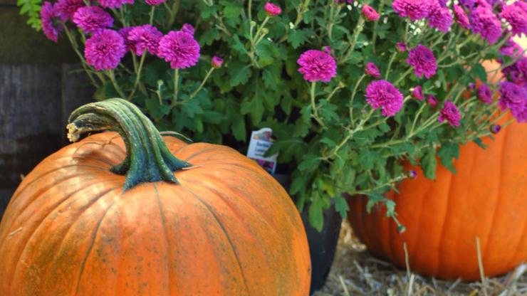 Celebrate fall at Aycock Birthplace Nov. 4. Celebrate fall at Aycock Birthplace Nov. 4.