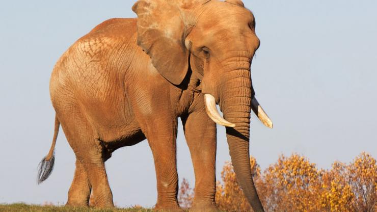 An elephant wanders the Watani Grasslands at the North Carolina Zoo An elephant wanders the Watani Grasslands at the North Carolina Zoo