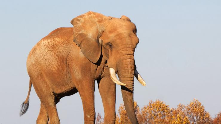 Elephant at the NC Zoo