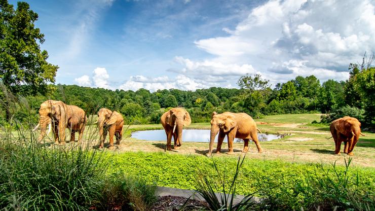 NC Zoo elephants