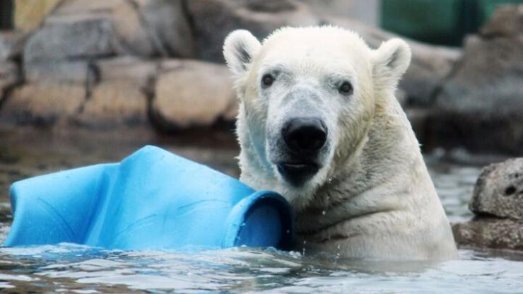 Nikita the polar bear Nikita the polar bear