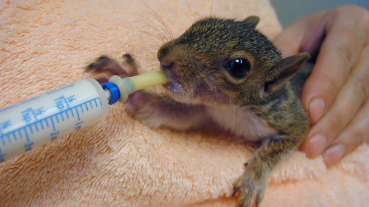 squirrel rehabilitation