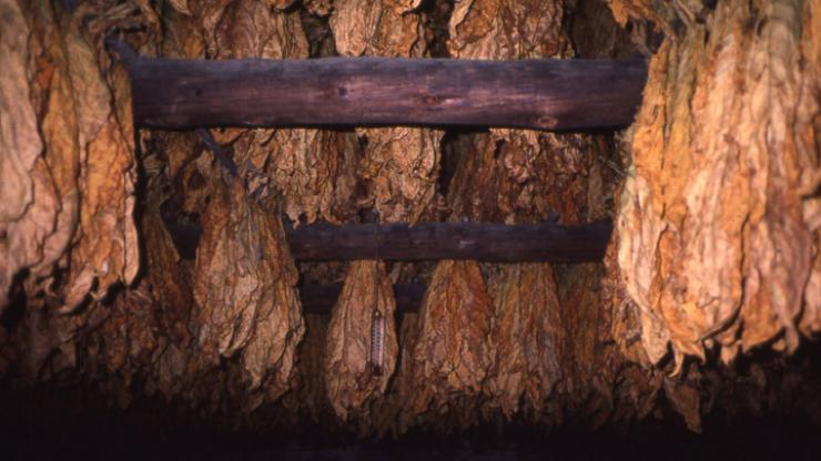 Cured bright leaf tobacco. Image from the State Historic Preservation Office.
