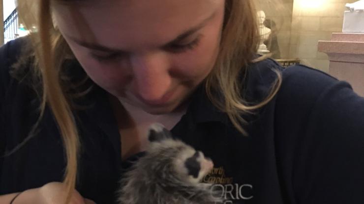 opposum