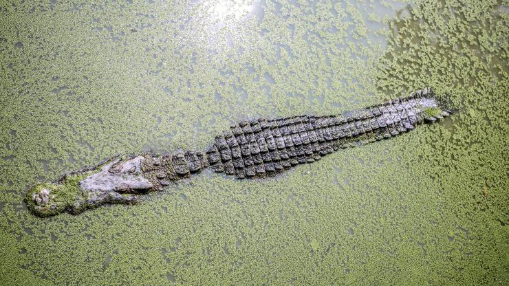 Alligator Alligator