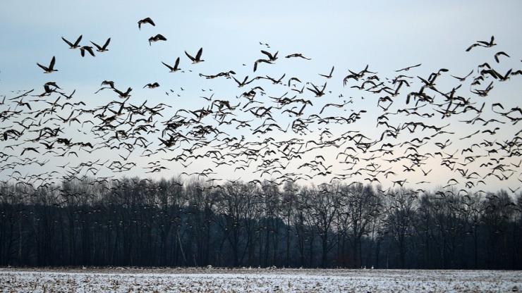 Migration