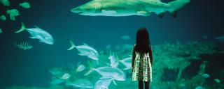 A girl looks into a tank at one of North Carolina's three aquariums A girl looks into a tank at one of North Carolina's three aquariums