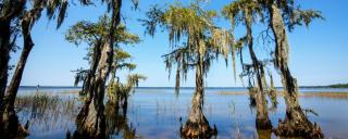 Trees grow from the water at Lake Waccamaw State Park
