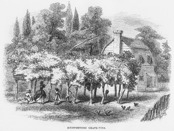 Scuppernong grape arbor beside a dwelling in northeastern North Carolina as depicted in an 1859.