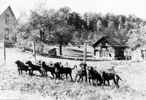 Plott hounds on the Plott family farm in Haywood County. Image the State Archives.