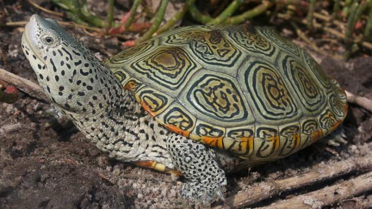 diamondback terrapin