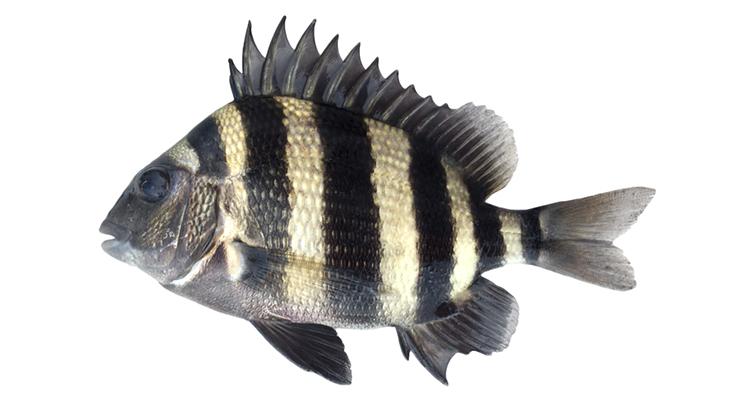 Sheepshead - Archosargus probatocephalus Sheepshead - Archosargus probatocephalus