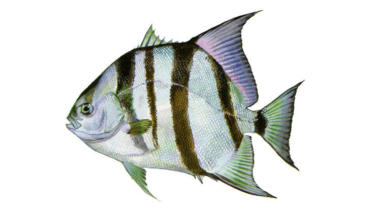 Atlantic Spadefish - Chaetodipterus faber Atlantic Spadefish - Chaetodipterus faber