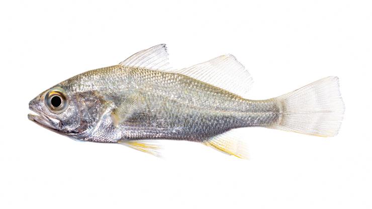 Silver Perch - Bairdiella chrysoura Silver Perch - Bairdiella chrysoura