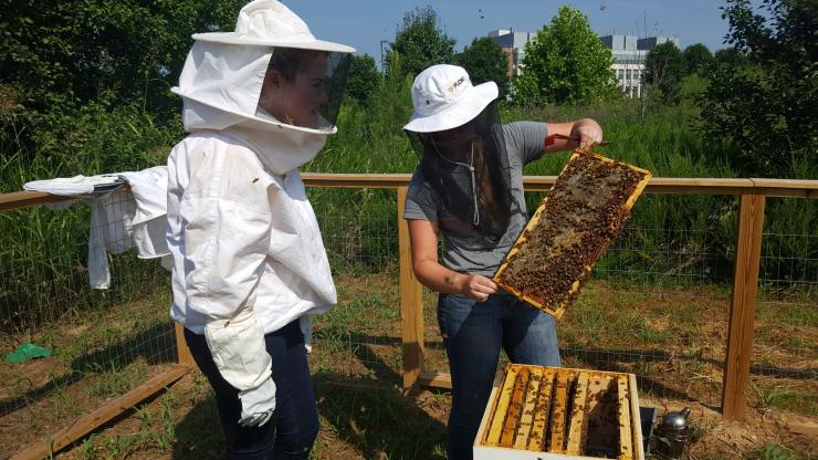 staff viewing bee hive