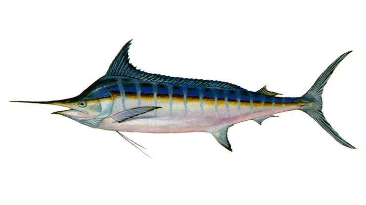 Blue Marlin - Makaira nigricans Blue Marlin - Makaira nigricans