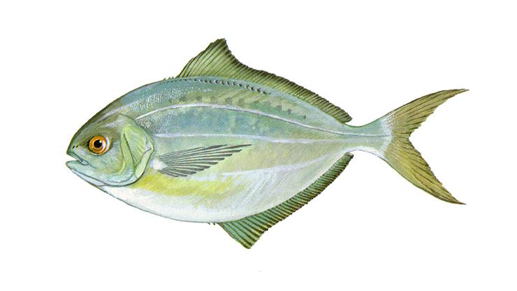 Butterfish - Peprilus triacanthus Butterfish - Peprilus triacanthus
