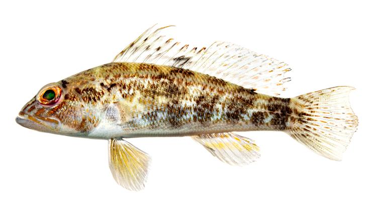 Rock Sea Bass - Centropristis philadelphica Rock Sea Bass - Centropristis philadelphica