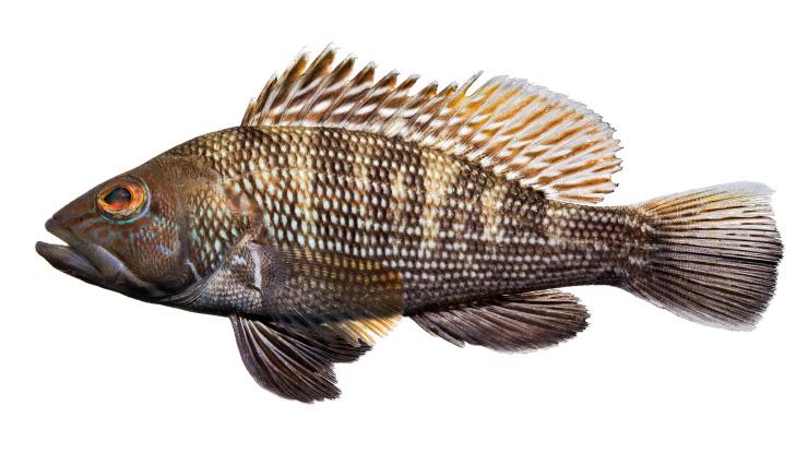 Black Sea Bass - Centropristis striata Black Sea Bass - Centropristis striata