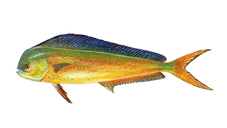 Fun Fish Facts Dolphinfish - Corypaena hippurus