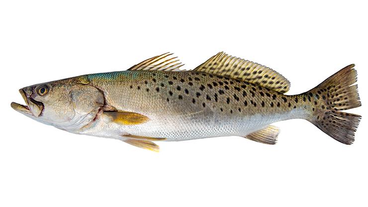 Spotted Seatrout - Cynoscion nebulosus Spotted Seatrout - Cynoscion nebulosus