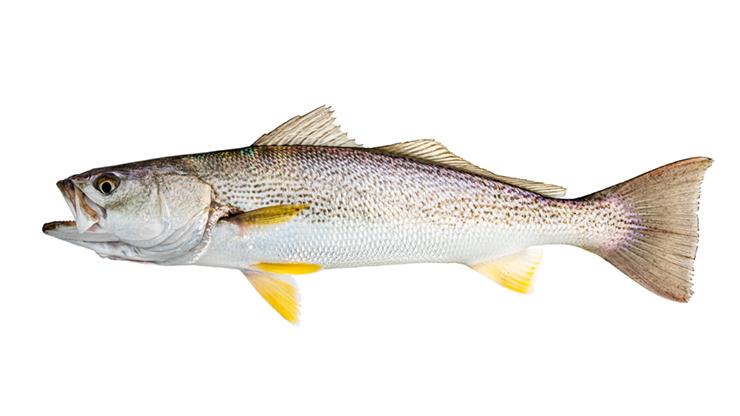 Weakfish - Cynoscion regalis Weakfish - Cynoscion regalis