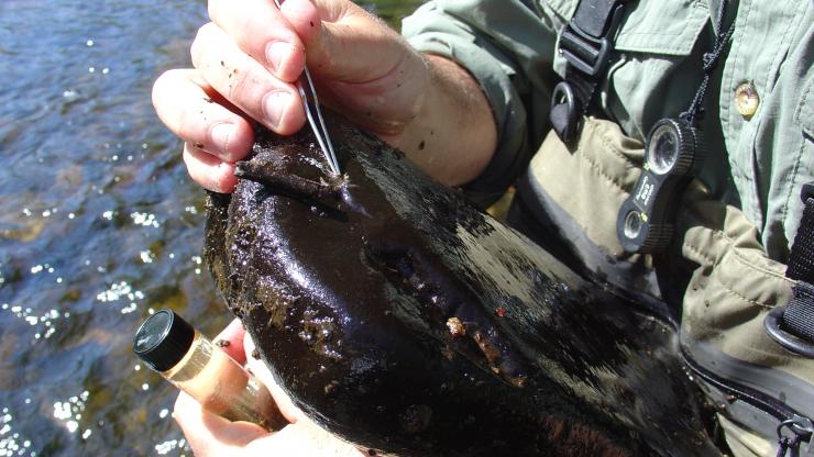 NC DEQ: Benthic Macroinvertebrate Assessment Data
