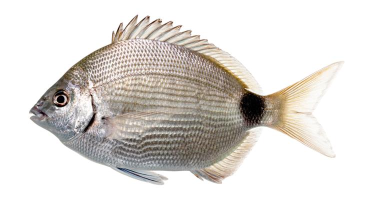 Spottail Pinfish - Diplodus holbrookii Spottail Pinfish - Diplodus holbrookii