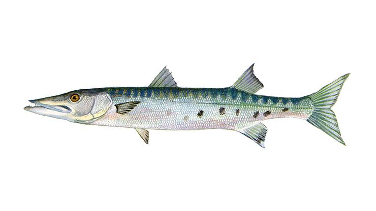 Great Barracuda - Sphyraena barracuda Great Barracuda - Sphyraena barracuda