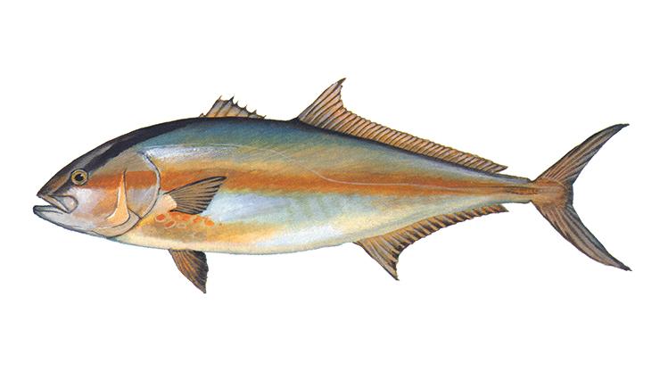 Greater Amberjack - Seriola dumerili Greater Amberjack - Seriola dumerili