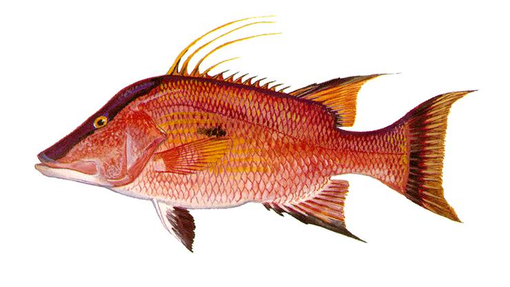 Hogfish - Lachnolaimus maximus Hogfish - Lachnolaimus maximus