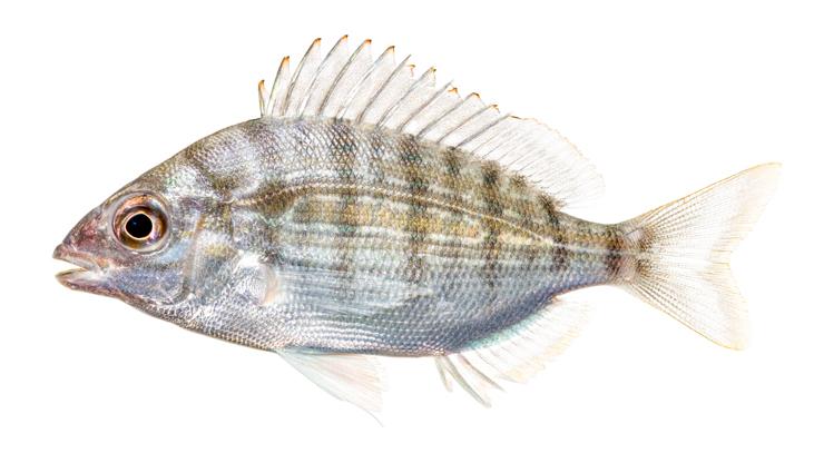 Pinfish - Lagodon rhomboides Pinfish - Lagodon rhomboides