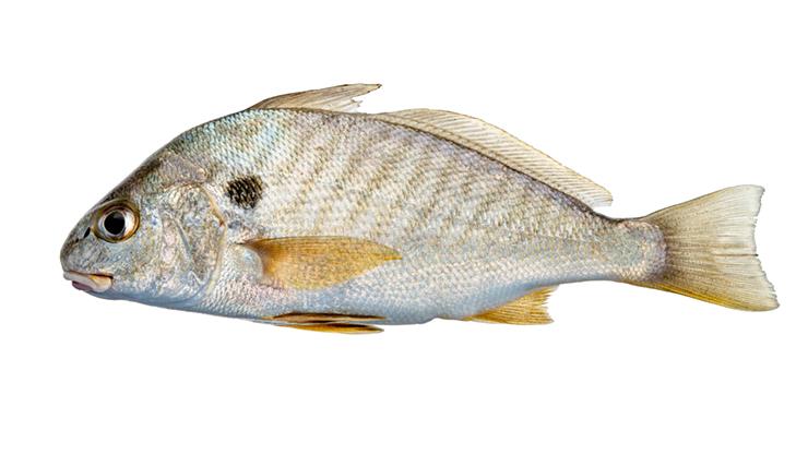 Spot - Leiostomus xanthurus Spot - Leiostomus xanthurus