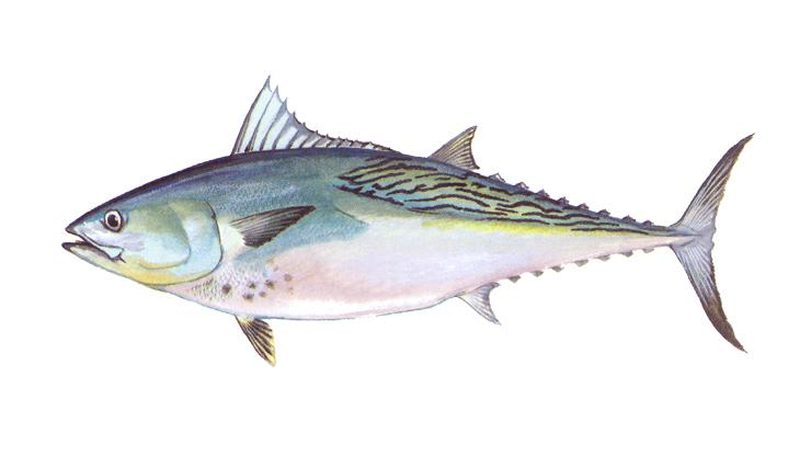 Little Tunny - Euthynnus alletteratus Little Tunny - Euthynnus alletteratus