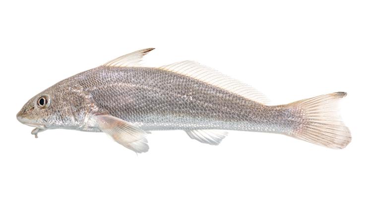Kingfishes Kingfishes