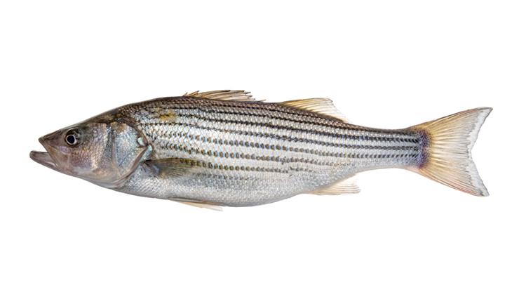 Striped Bass - Morone saxatilis Striped Bass - Morone saxatilis