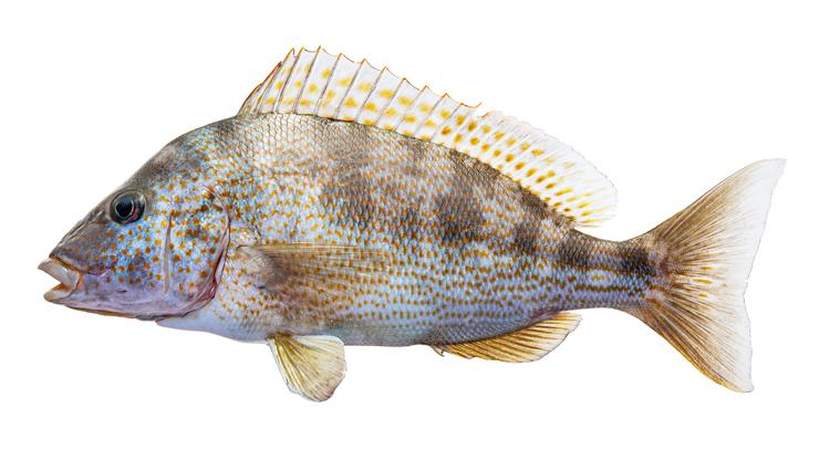 Pigfish - Orthopristis chrysoptera Pigfish - Orthopristis chrysoptera
