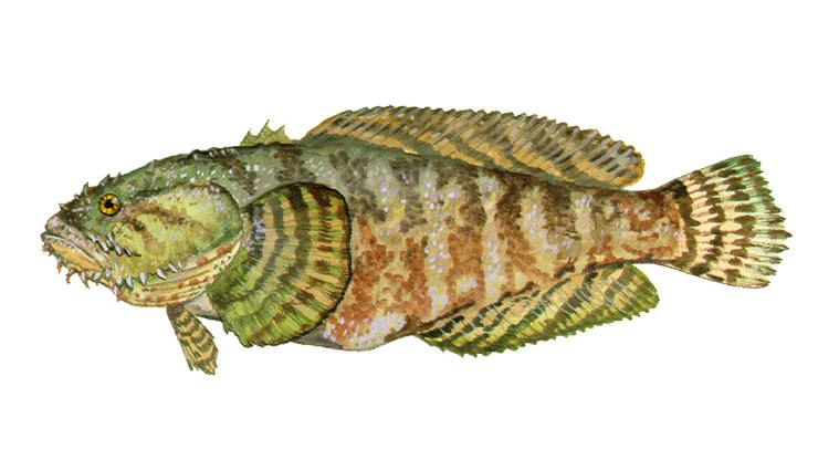 Oyster Toadfish - Opsanus tau Oyster Toadfish - Opsanus tau