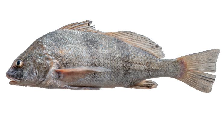 Black Drum - Pogonias cromis Black Drum - Pogonias cromis