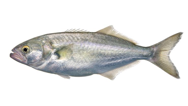 Bluefish - Pomatomus saltatrix Bluefish - Pomatomus saltatrix