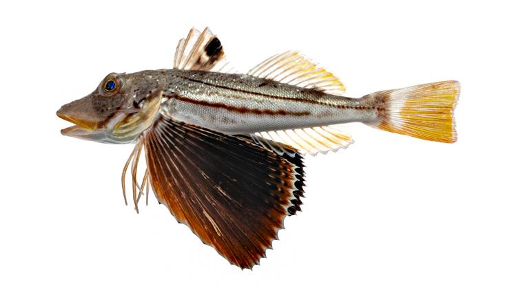 Searobins Striped Searobin - Prionotus evolans