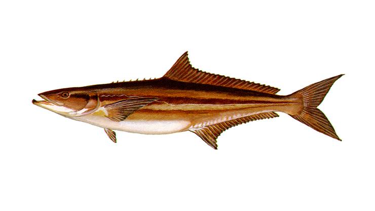 Cobia - Rachycentron canadum Cobia - Rachycentron canadum