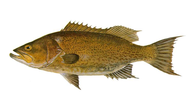 Scamp - Mycteroperca phenax Scamp - Mycteroperca phenax