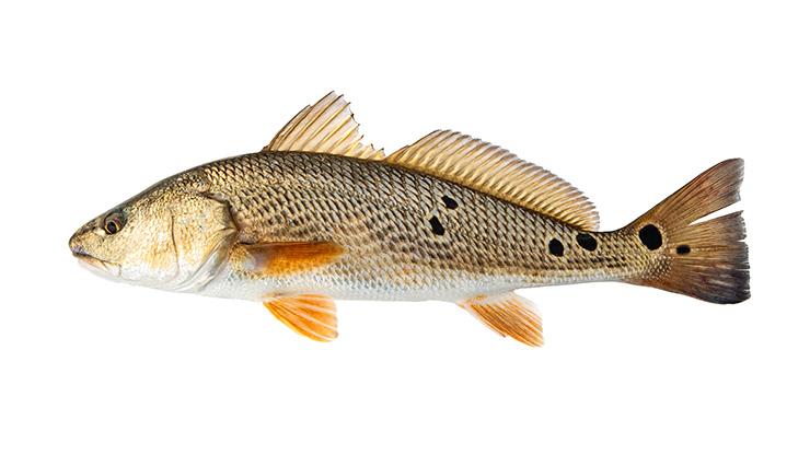 Red Drum - Sciaenops ocellatus Red Drum - Sciaenops ocellatus