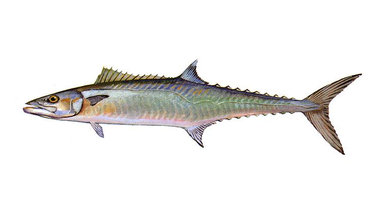 King Mackerel - Scomberomorus cavalla King Mackerel - Scomberomorus cavalla