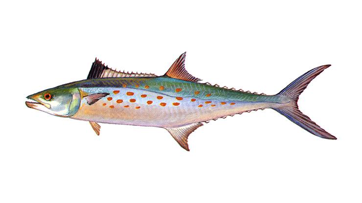 Spanish Mackerel - Scomberomorus maculatus Spanish Mackerel - Scomberomorus maculatus