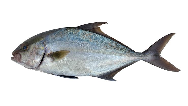 Almaco Jack - Seriola rivoliana Almaco Jack - Seriola rivoliana