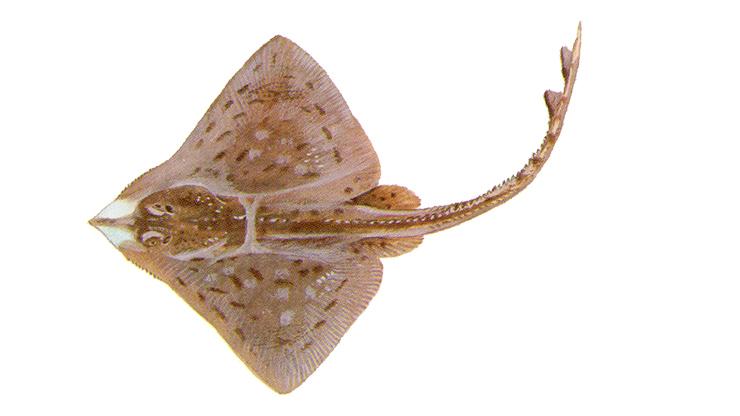 Skates Clearnose Skate - Raja eglanteria